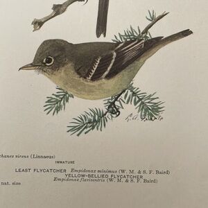 Antique Ornithological Bird Print Original